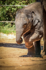 Close up of baby Elephant