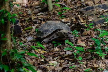 Manouria emys phayei(Biyth,1853) or Asian Giant Tortoise.