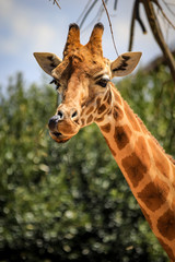 Close up of Giraffe