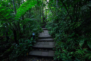 Obraz premium Walking trails Tropical rainforest in national park.