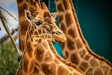 Close up of Giraffe