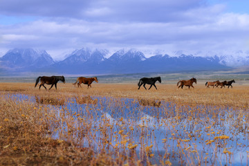 Lake and horses against the background of snow-capped mountains