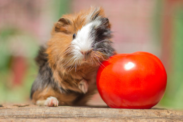 Meerschweinchen Baby mit Tomate