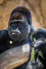 Close up of Silver back Gorilla © SCLifestyle