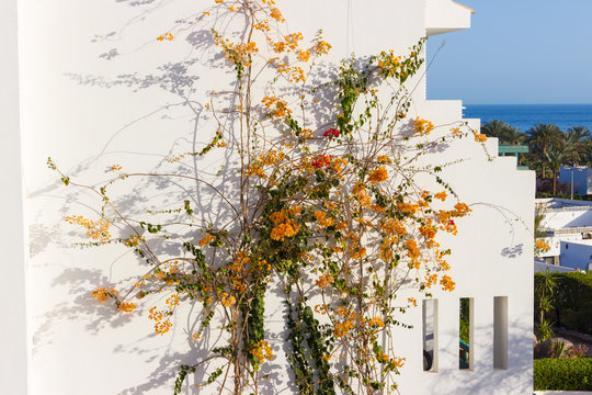 Orange Flowers On The Wall Of The House