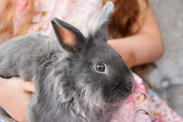 Gray decorative rabbit