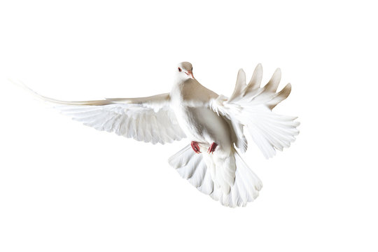 sacred white dove flying on a white background