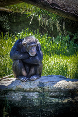 Chimpanzee sitting on a rock thinking