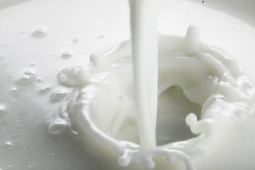 Fototapeta na wymiar Pouring white milk