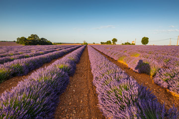 Provence lavender fields in summer