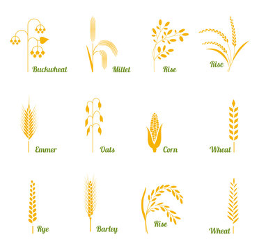 Wheat ears or rice icons set.
