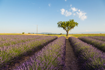 Fototapeta na wymiar Provence lavender fields in summer
