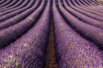 Naklejka na ściany i meble Provence lavender fields in summer