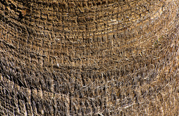 Fototapeta premium Background of the bark of a palm tree. Close-up of fragments of the bark of a tree in chaotic abstract design. In category of creative background of exotic summer relaxation, screen saver, wallpaper.
