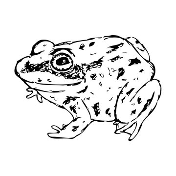 Vector illustration of hand drawn sketched frog 