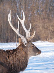 Deer at the snowy forest at the sun close-up