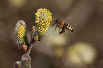 The honey bee collects the pollen from the willow blossom