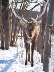 Deer at the snowy forest at the sun close-up