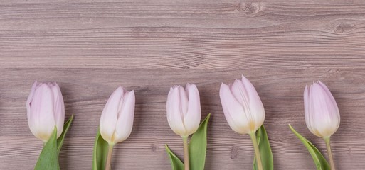 Five pink pastel spring love tulips parallel in row panorama. Beautiful present flowers for valentine's or mother's day, wedding, birthday, easter, girlfriend, wife, sweetheart. Wooden background