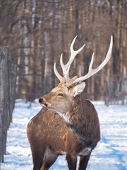 Deer at the snowy forest at the sun close-up