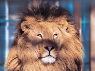 Lion close-up with clever eyes
