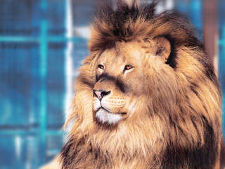 Lion close-up with clever eyes