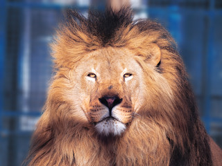 Lion close-up with clever eyes