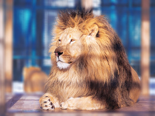 Lion close-up with clever eyes