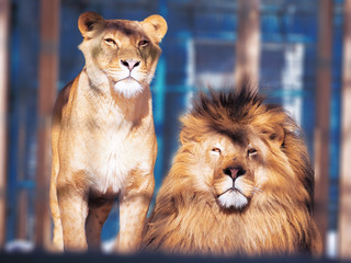 Obraz na płótnie Canvas Lion close-up with clever eyes
