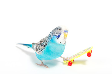 sky blue  wavy parrot with plastic toy skateboard  on color background   