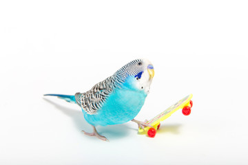 sky blue  wavy parrot with plastic toy skateboard  on color background 
