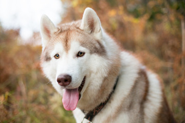 Close up Portrait of Cute Beige Siberian Husky in fall season on a forest background. Image of husky dog in autumn season