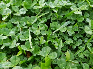 Morning dew on the grass in Sochi.