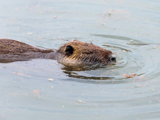 Nutria  is floating on the water surface in the Hula Lake Nature Reserve in Israel