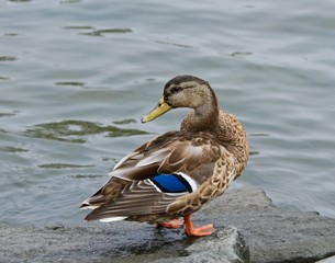 New Mallards 2