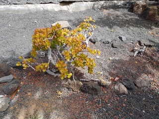 plantes des iles
