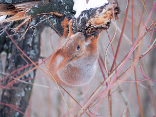 Squirrel at the snowy forest