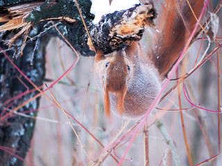Squirrel at the snowy forest