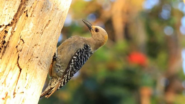 View of Hoffman's Woodpecker, Melanerpes hoffmannii, from Costa Rica