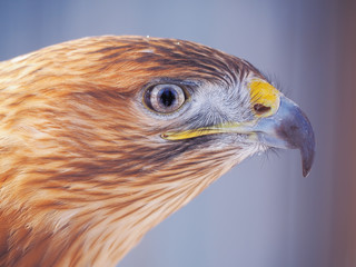 Eagle brown serious head  close-up