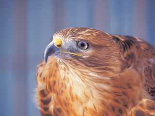 Eagle brown serious head  close-up