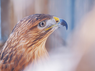 Eagle brown serious head  close-up