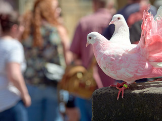 Bright pink pigeons on the sunny streets of the Old Town of Prague in the Czech Republic.