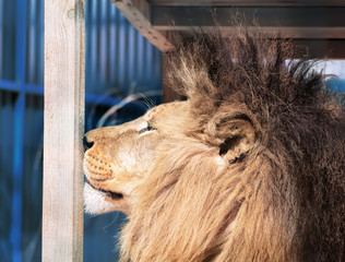 Lion close-up with clever eyes