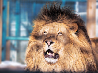 Lion close-up with clever eyes