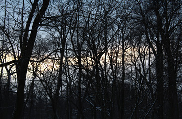 Fiery sunset through the trees in the winter snowy forest