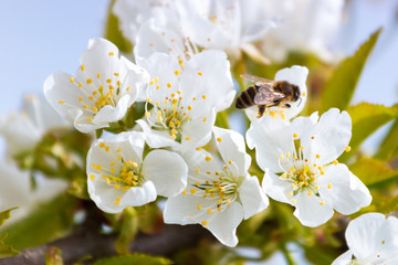 The bee collects the nectar in the