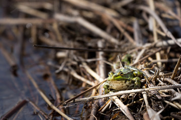 The frog is basking in the sun