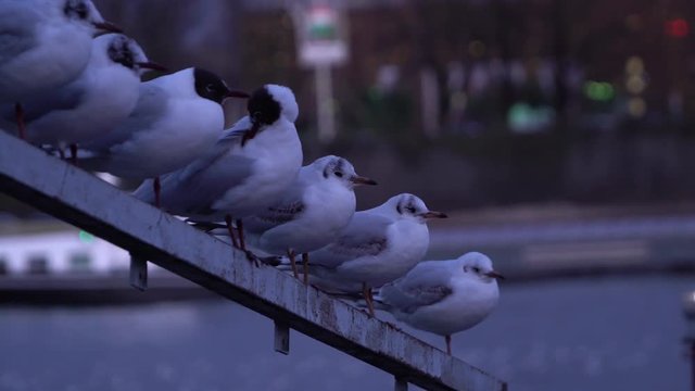 A group of seagull seating on iron railing against river water surface in the evening