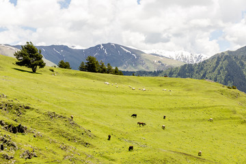 Fototapeta na wymiar Sheeps grazing in green valley in Caucasus mountains. Georgia, Tusheti